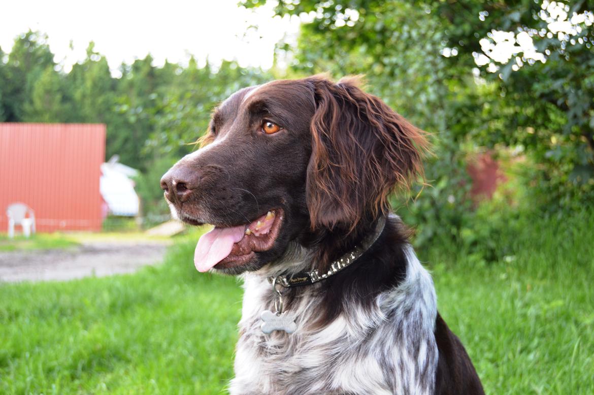 Kleiner münsterländer Sakko billede 13