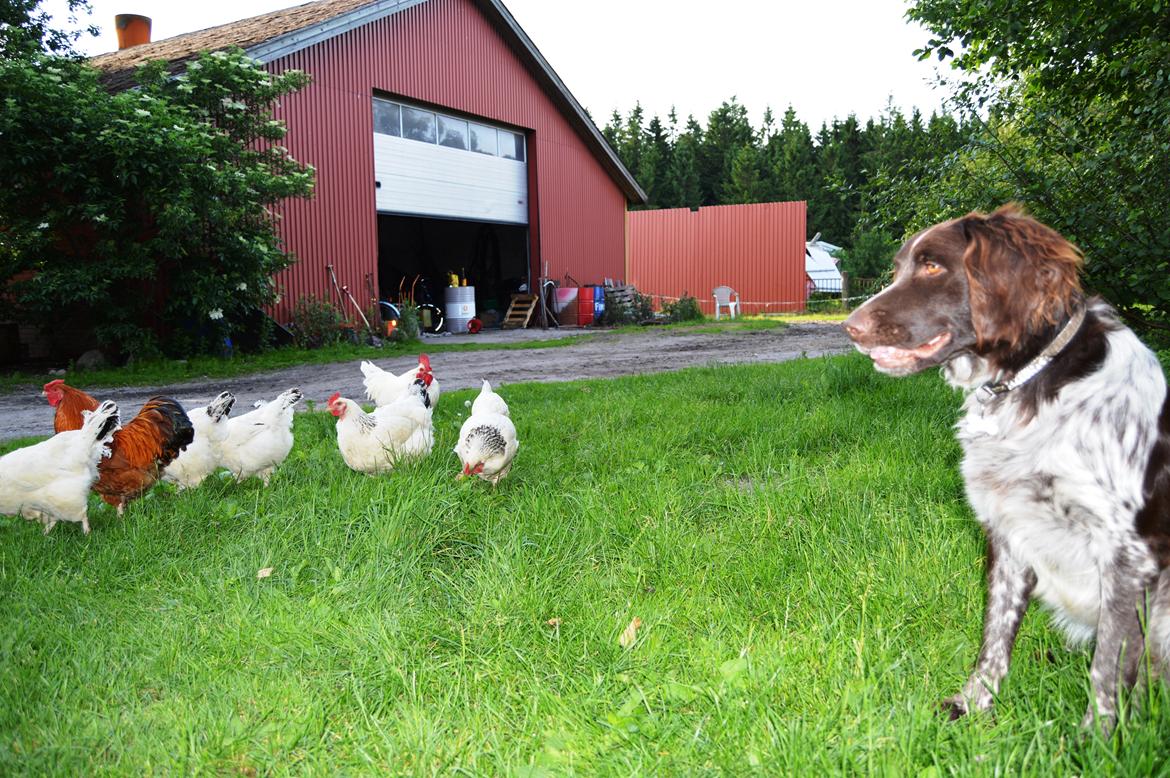 Kleiner münsterländer Sakko billede 14