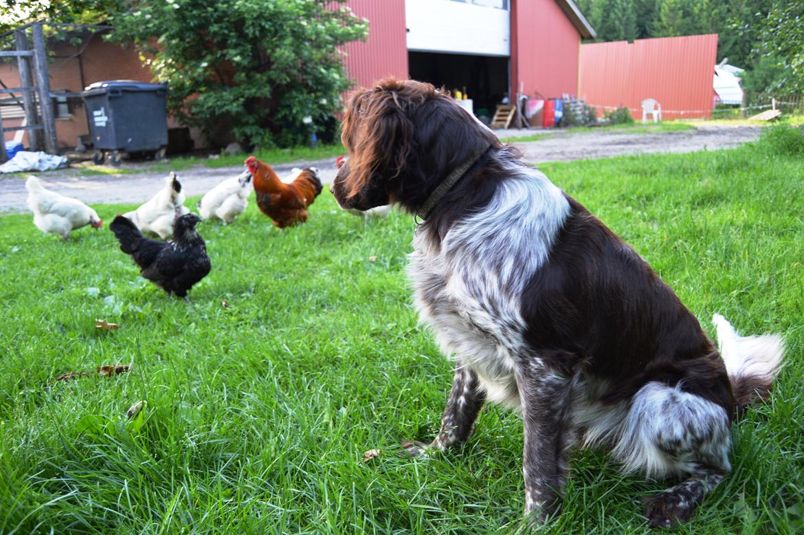 Kleiner münsterländer Sakko billede 15