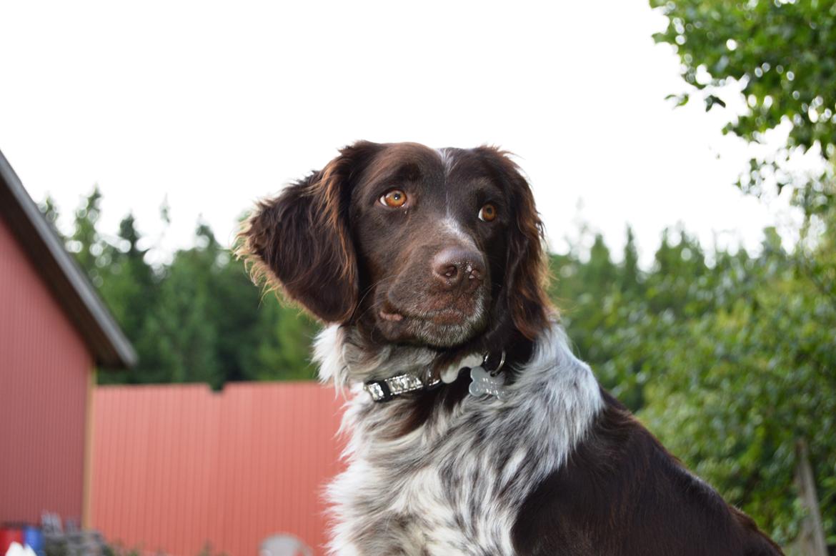 Kleiner münsterländer Sakko billede 16