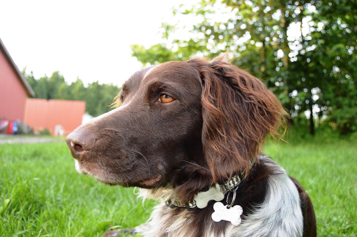 Kleiner münsterländer Sakko billede 17