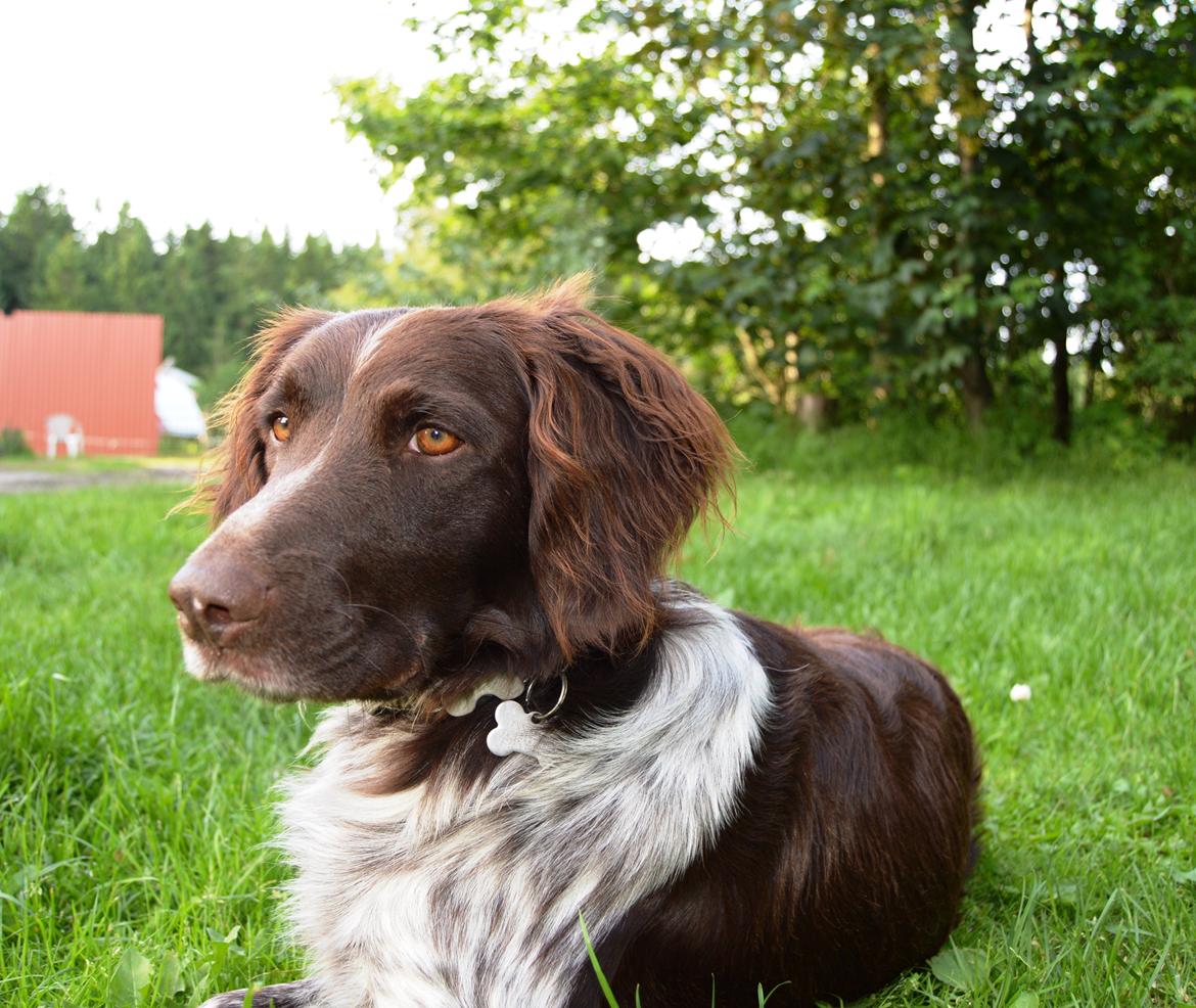 Kleiner münsterländer Sakko billede 18
