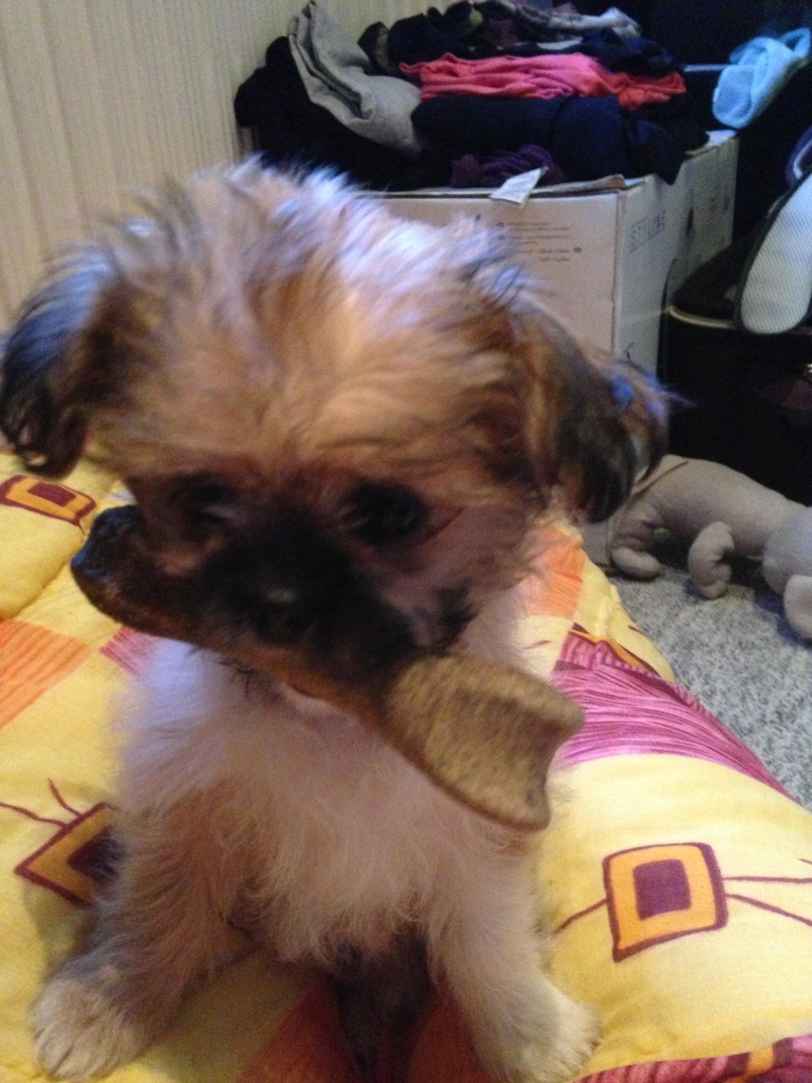 Blanding af racer Bella - 12-05-2013 billede 11