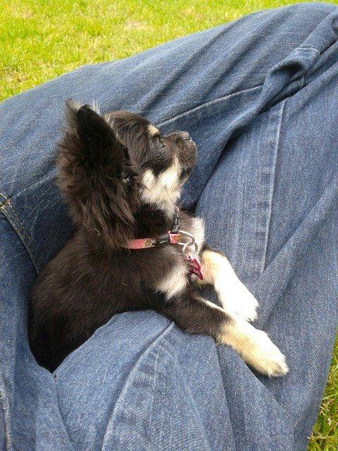 Chihuahua Maggie billede 7