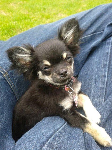 Chihuahua Maggie billede 8