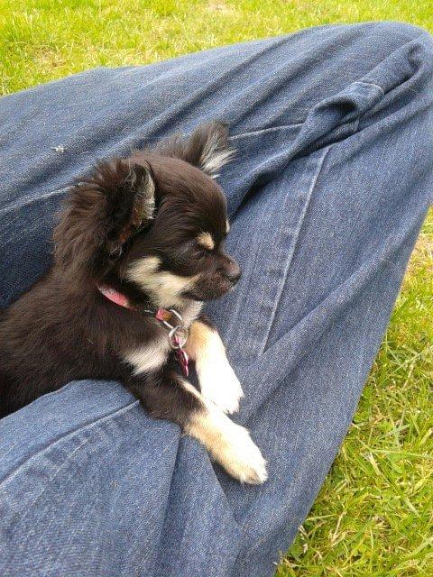 Chihuahua Maggie billede 9