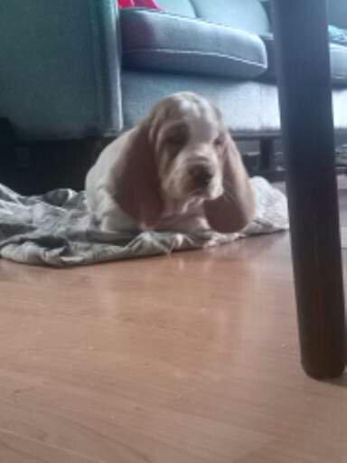 Basset hound Balto billede 11