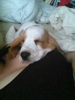 Basset hound Balto billede 13