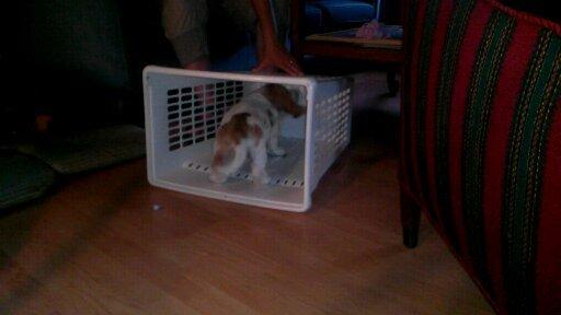 Basset hound Balto billede 14