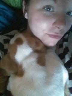 Basset hound Balto billede 15