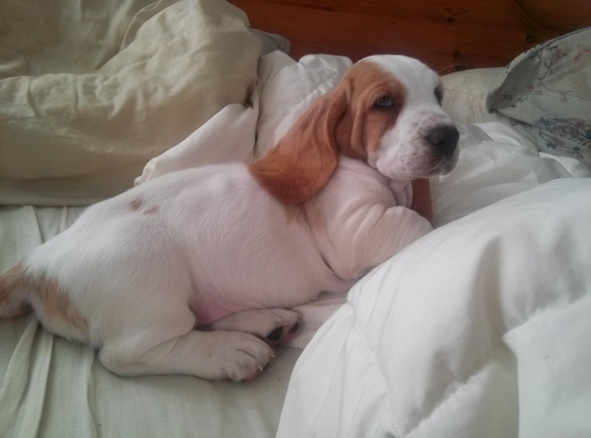 Basset hound Balto billede 16