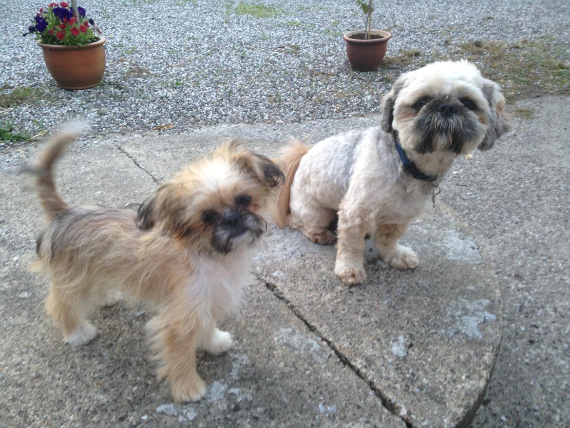 Blanding af racer Bella - 20-06-2013 billede 17