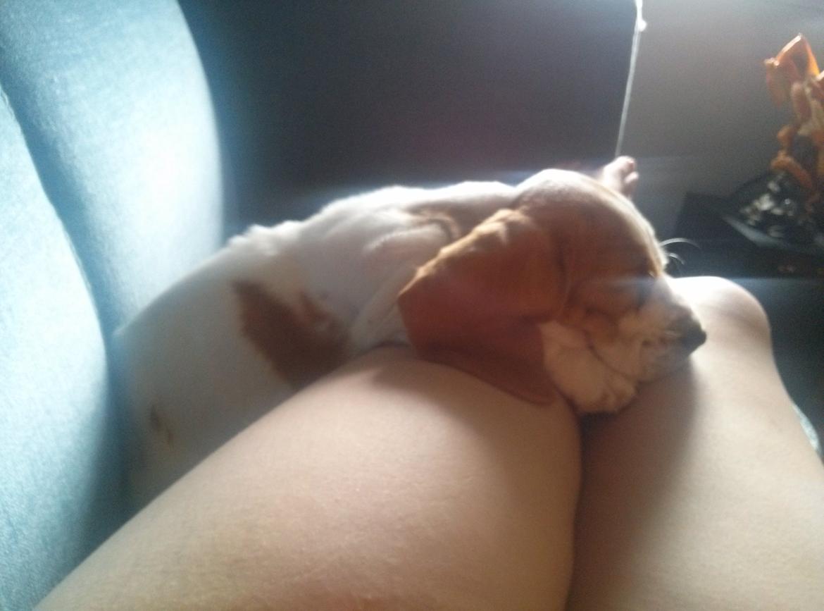 Basset hound Balto billede 17