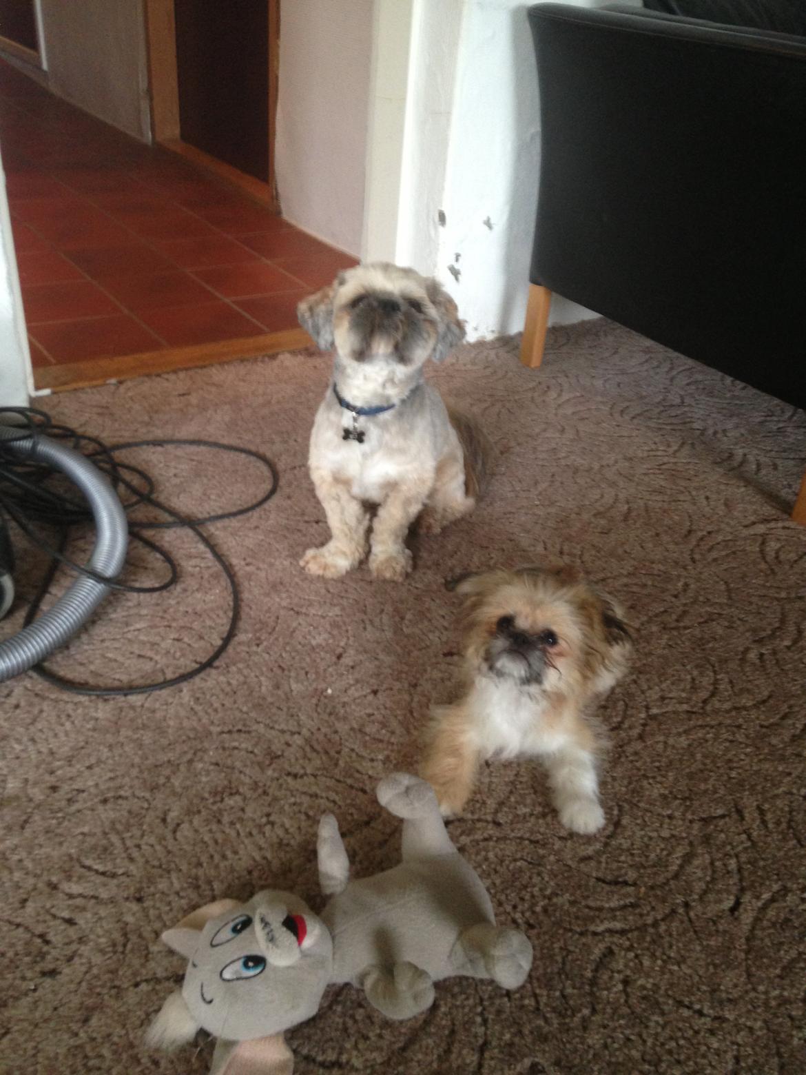 Blanding af racer Bella - 21-06-2013 billede 18