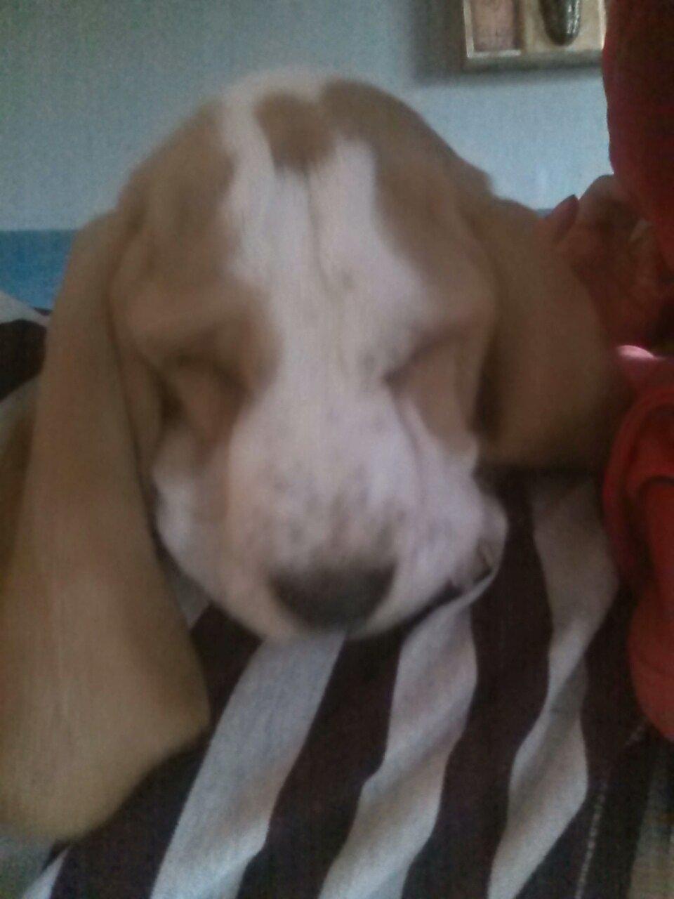 Basset hound Balto billede 20
