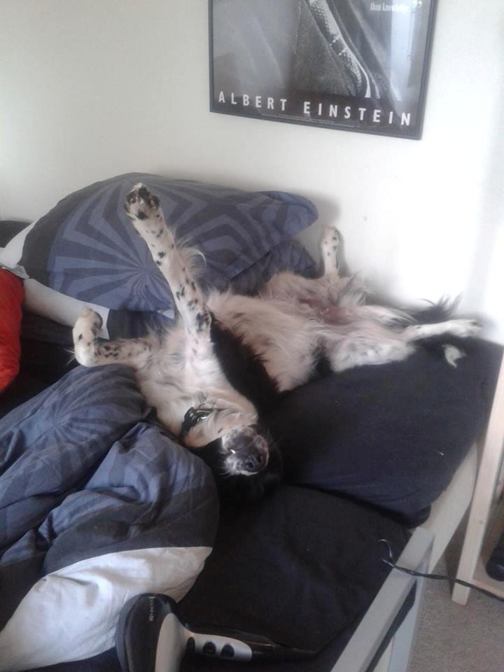 Blanding af racer Enzo - Enzo går ikke ind for tidlige morgener ;-) billede 20