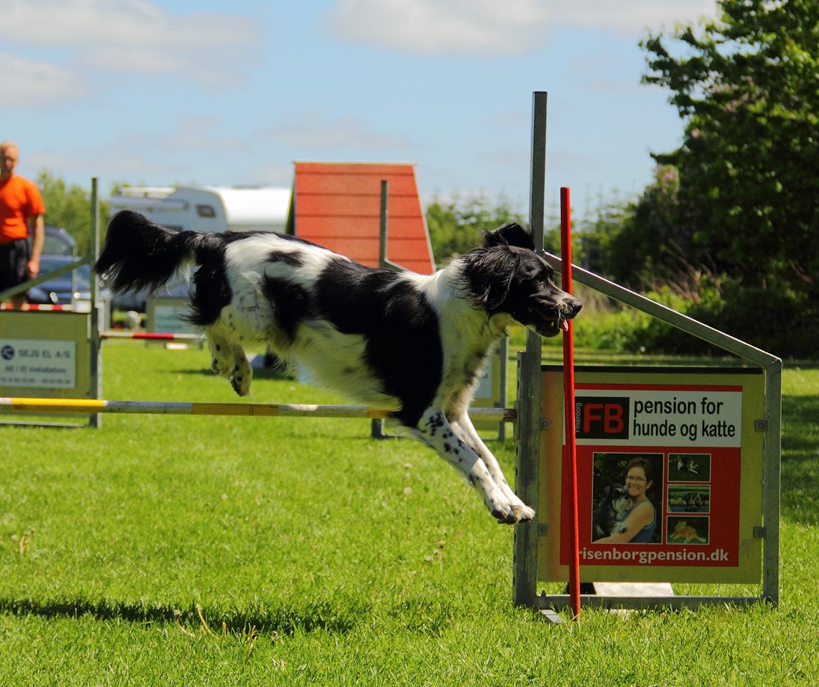 Blanding af racer Enzo billede 2