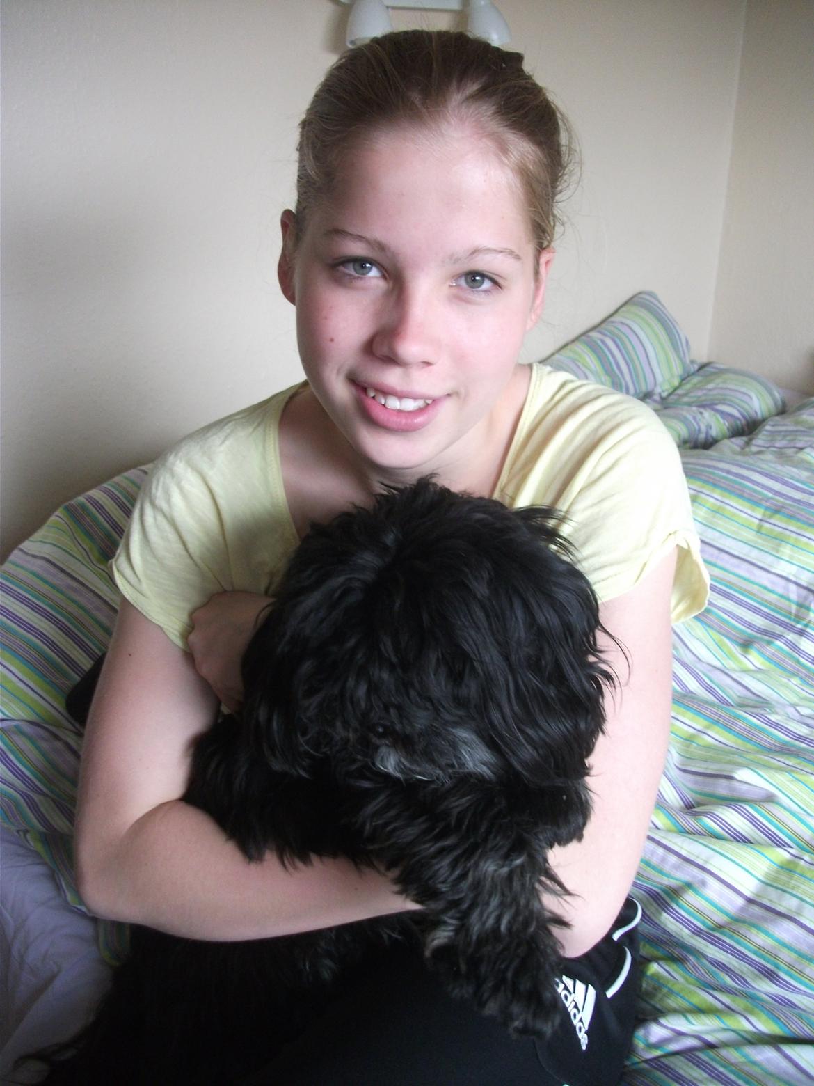 Lhasa apso Lilja billede 1