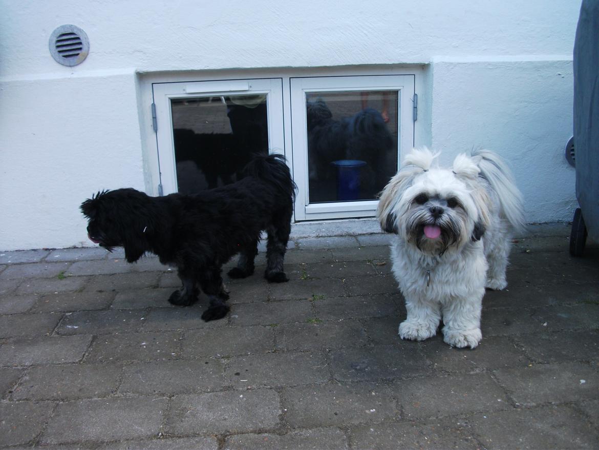 Lhasa apso Lilja - Lilja og hendes søster Lulu. billede 2