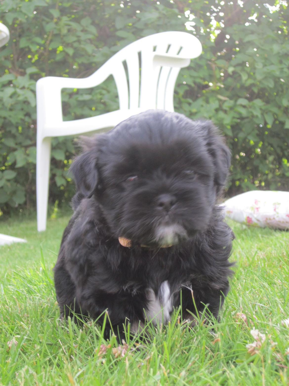 Lhasa apso Lilja - Som hvalp :) billede 6