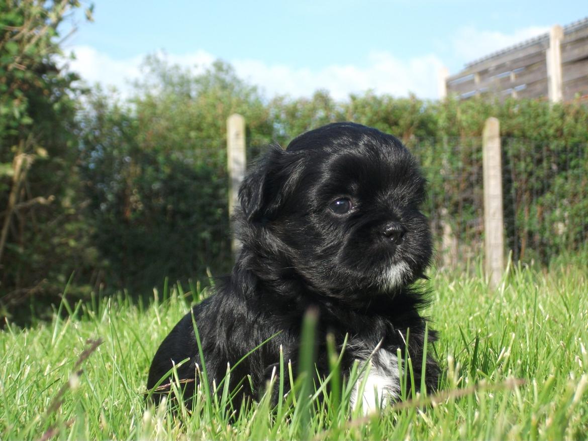 Lhasa apso Lilja - Som hvalp :) billede 4