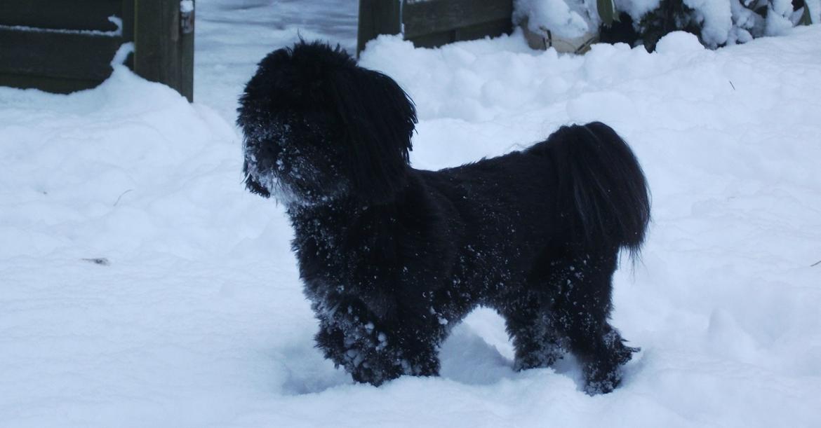Lhasa apso Lilja billede 3