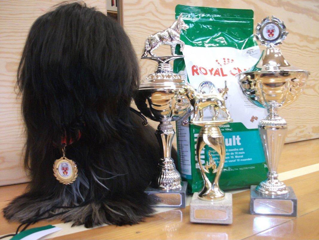 Lhasa apso Lilja - Lilja med nogen af hendes pokaler. billede 5