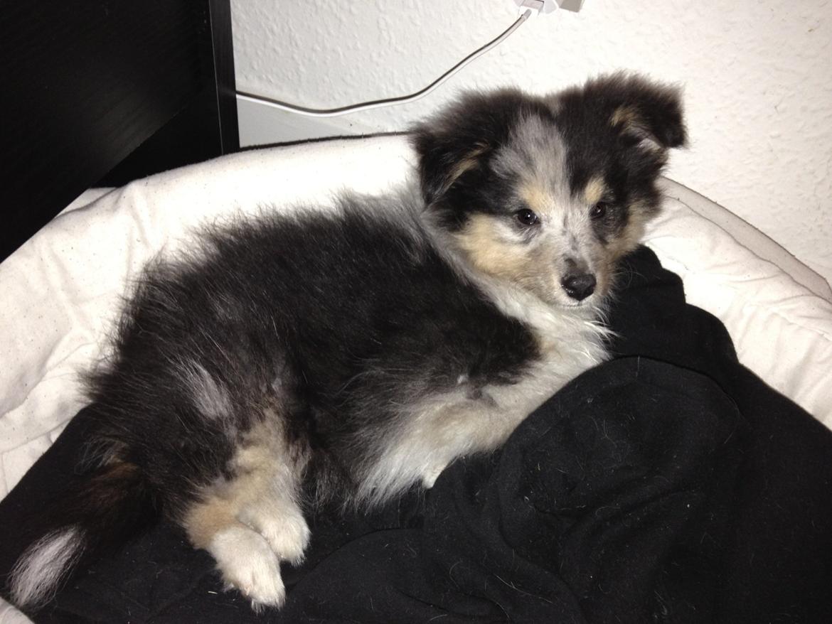 Shetland sheepdog Meeko - Ligger på gulvet ved siden af sengen billede 37