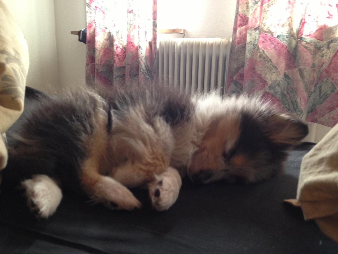 Shetland sheepdog Meeko - Man er gået kold. billede 38