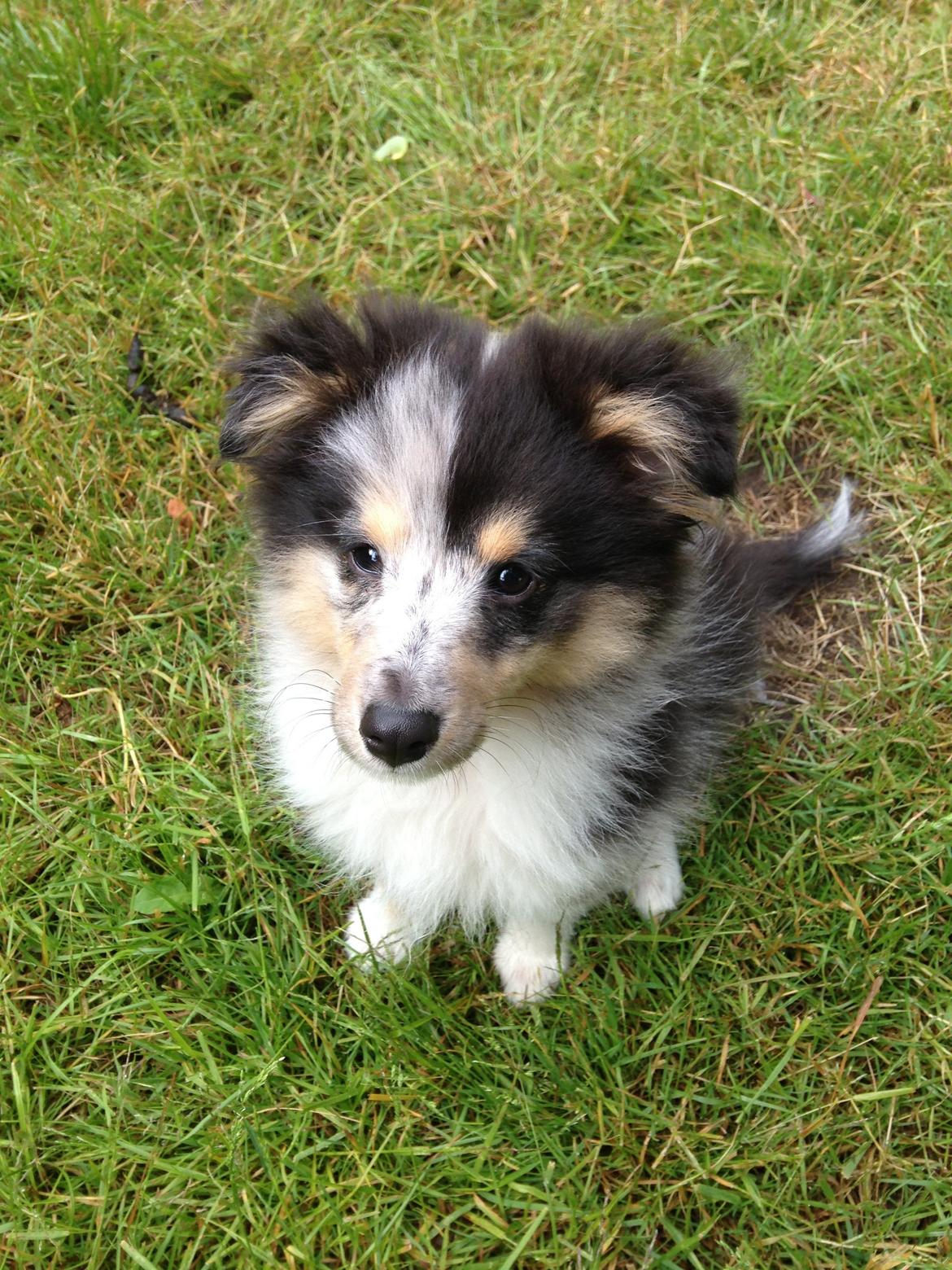 Shetland sheepdog Meeko - Hyggetræner i haven (: billede 36
