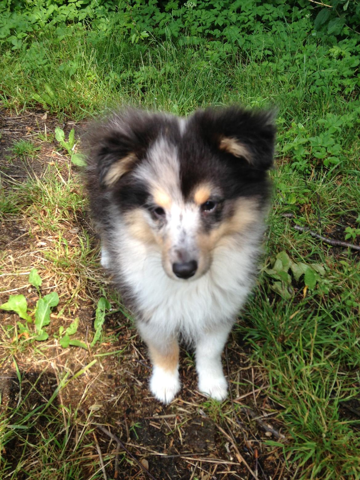 Shetland sheepdog Meeko - Hyggetræning billede 34