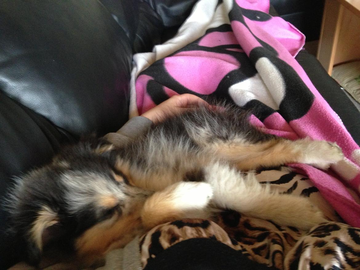 Shetland sheepdog Meeko - Sover på sofaen billede 40