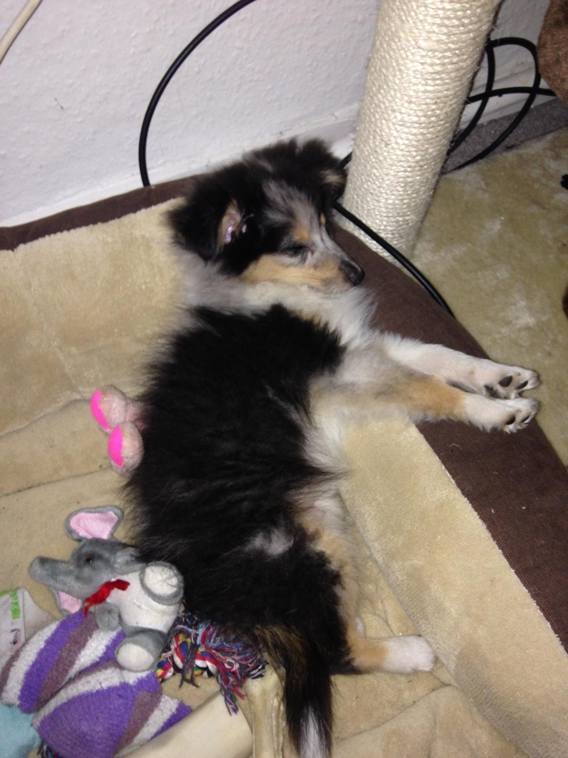 Shetland sheepdog Meeko - Ligger i sin kurv billede 39