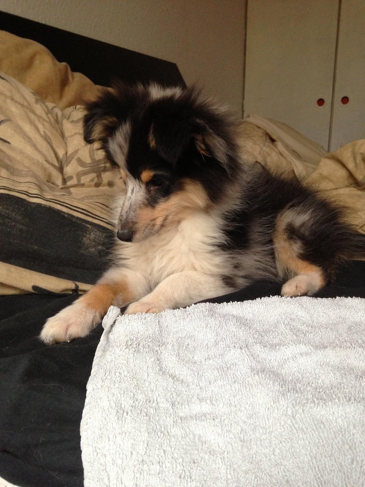 Shetland sheepdog Meeko - Ligger og kigger på killinger billede 33