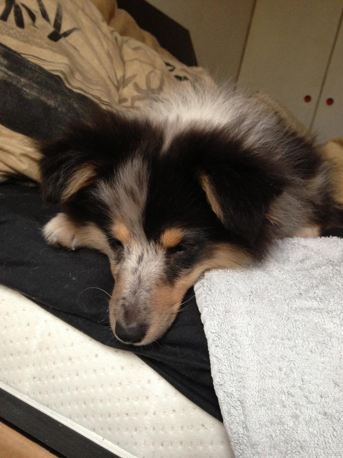 Shetland sheepdog Meeko - Killinge'kiggeri billede 35