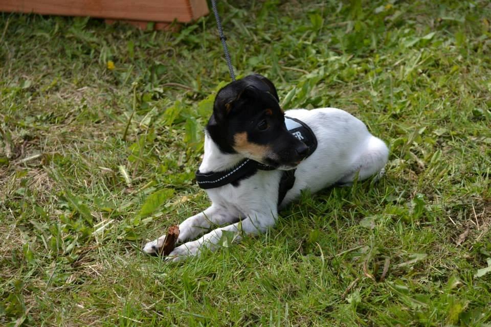 Dansk svensk gaardhund Frank billede 1