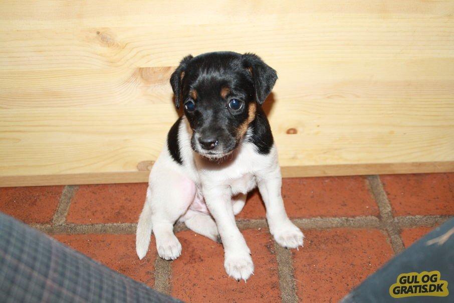 Dansk svensk gaardhund Frank billede 2