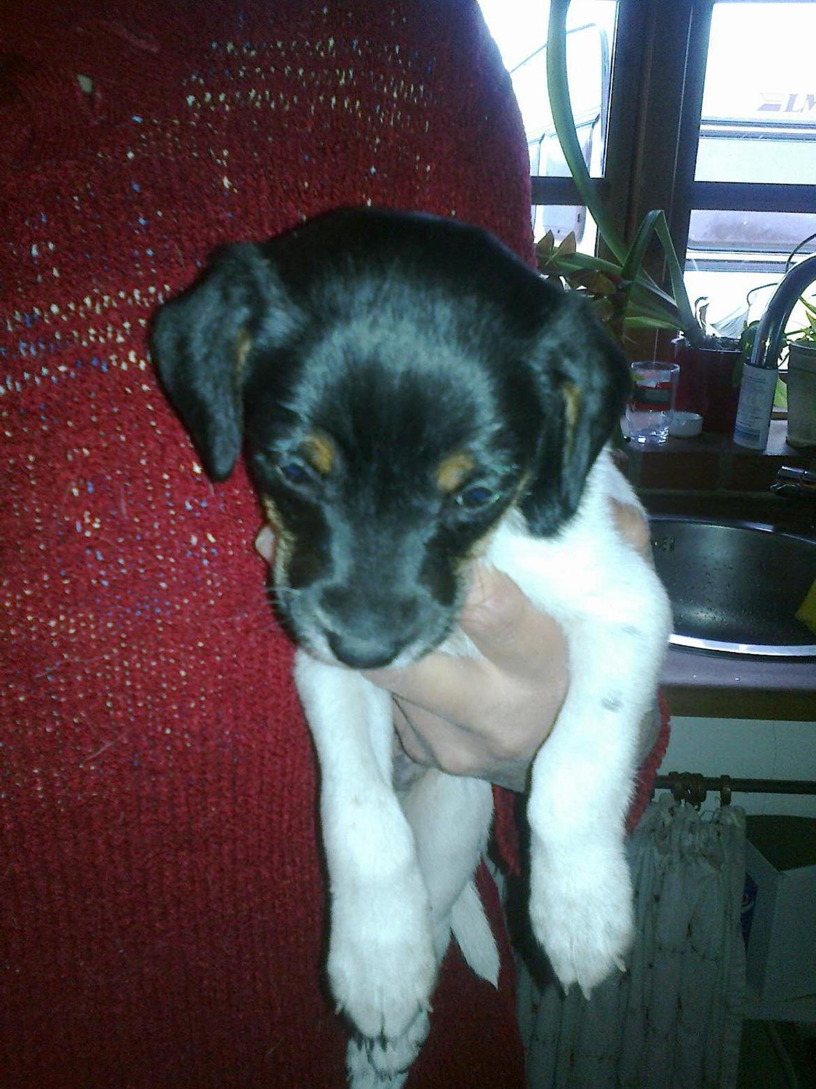 Dansk svensk gaardhund Frank billede 3