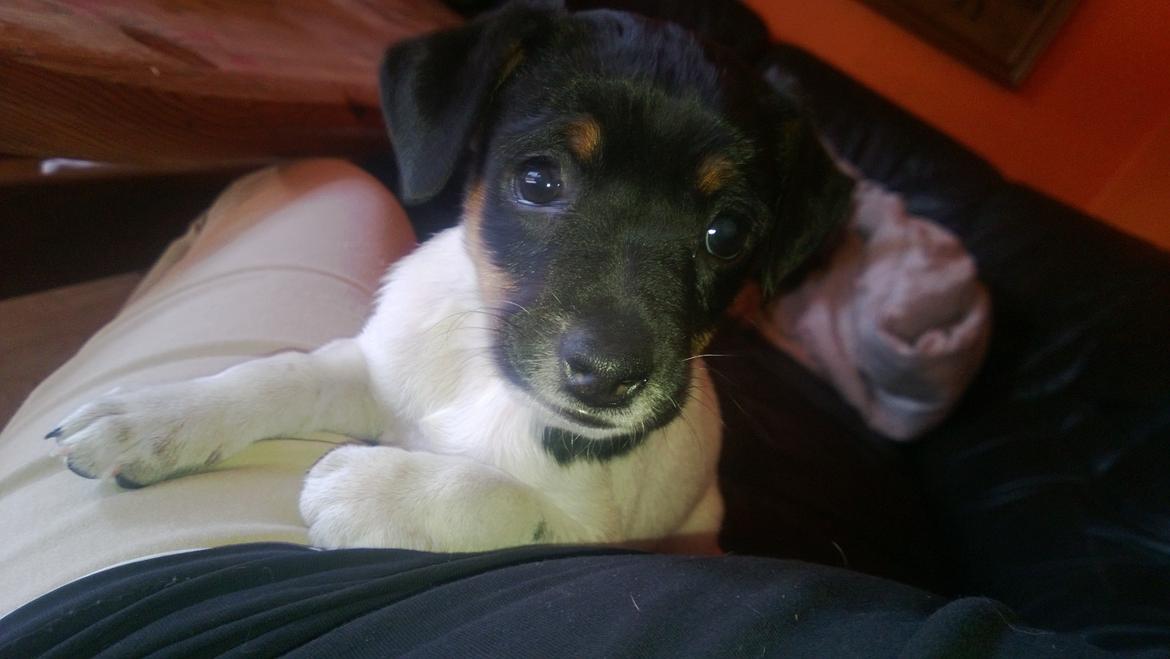 Dansk svensk gaardhund Frank billede 4