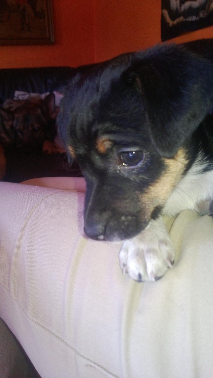 Dansk svensk gaardhund Frank billede 5