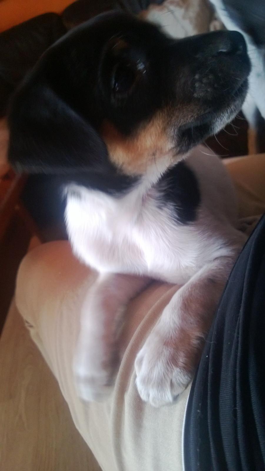 Dansk svensk gaardhund Frank billede 6