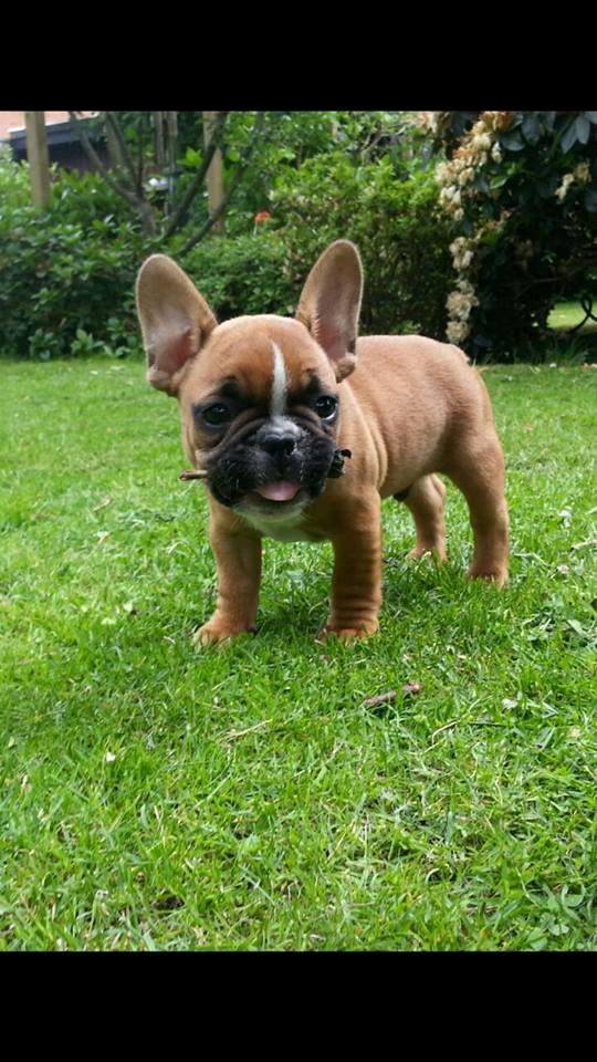 Fransk bulldog Arnold billede 49