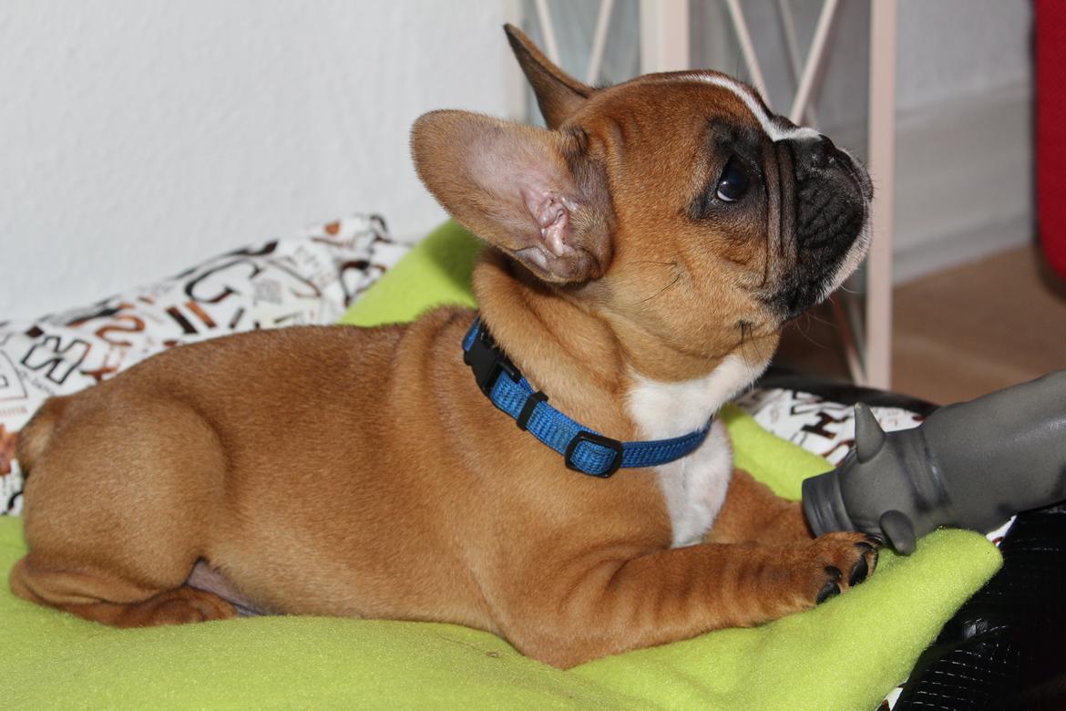 Fransk bulldog Arnold billede 44