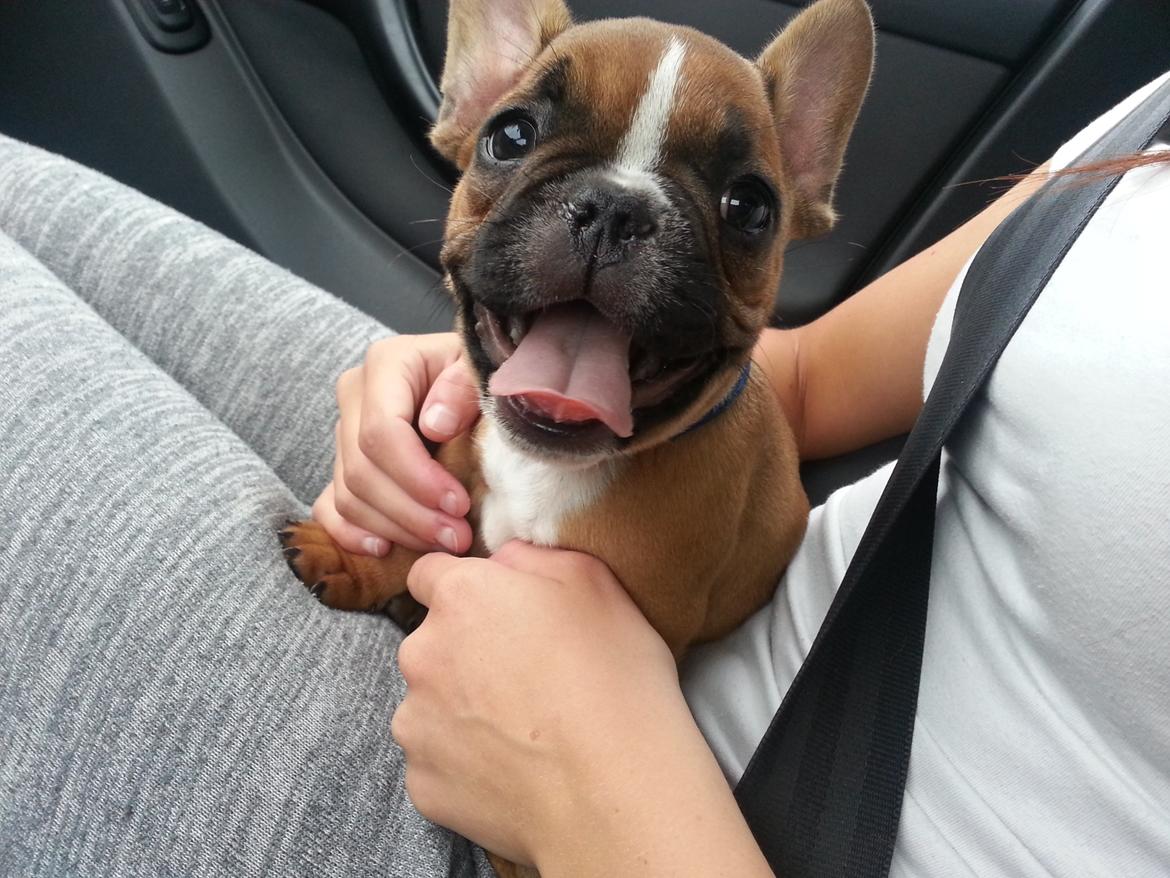 Fransk bulldog Arnold - På vej hjem fra opdrætter :-) billede 50