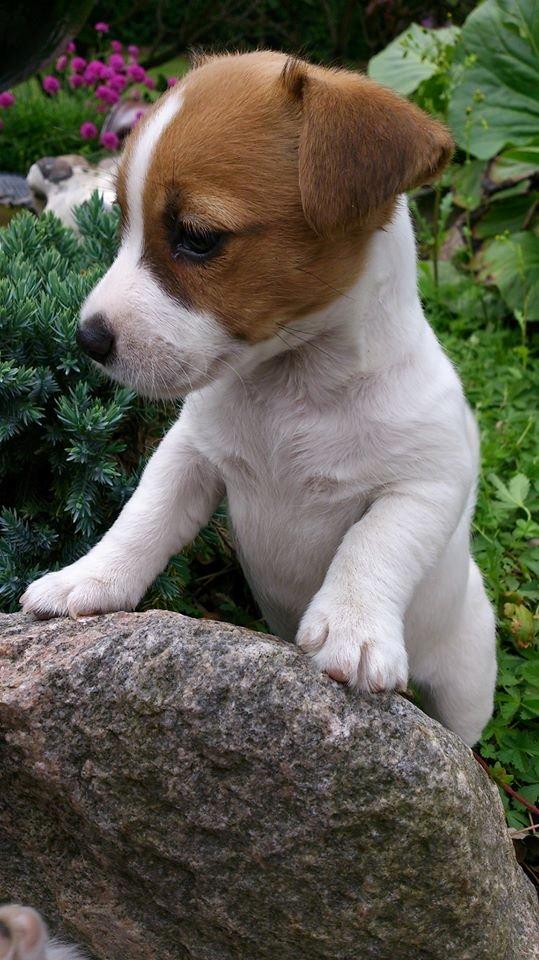 Jack russell terrier Freja billede 33