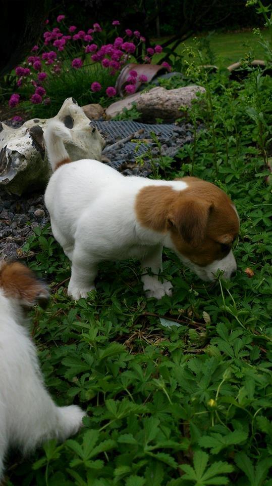 Jack russell terrier Freja billede 34