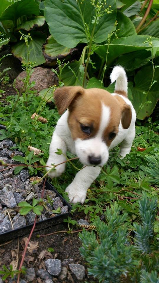 Jack russell terrier Freja billede 35