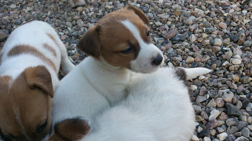 Jack russell terrier Freja billede 36