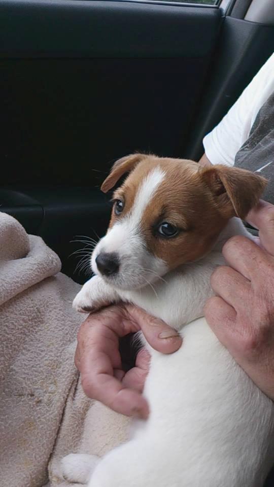 Jack russell terrier Freja billede 37