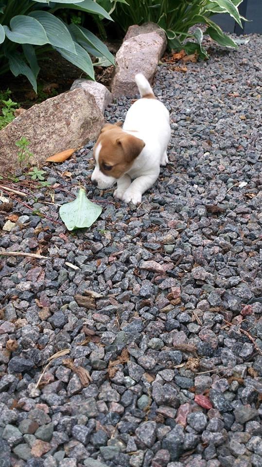 Jack russell terrier Freja billede 38